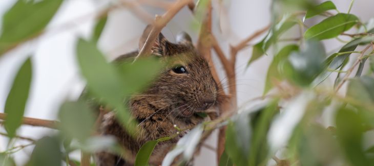 Osmák degu