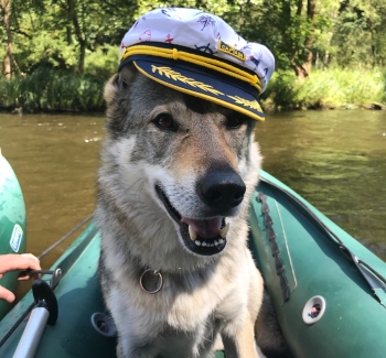 Pes na lodi v kapitánské čepici