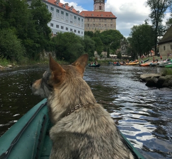 Pes na lodi